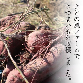 さとの風ファームでさつまいもを収穫しました
